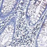 CLSTN1 Antibody in Immunohistochemistry (Paraffin) (IHC (P))