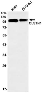 CLSTN1 Antibody in Western Blot (WB)