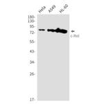 c-Rel Antibody in Western Blot (WB)
