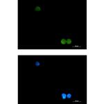 CrkL Recombinant Rabbit Monoclonal Antibody (K01_2L93)
