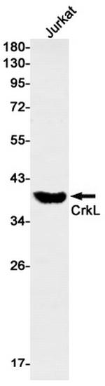 CrkL Antibody in Western Blot (WB)