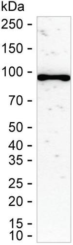 CSDE1 Antibody in Western Blot (WB)