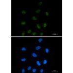CtBP1 Recombinant Rabbit Monoclonal Antibody (K01_2L97)