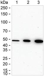 CtBP1 Antibody in Western Blot (WB)
