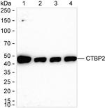CtBP2 Antibody in Western Blot (WB)