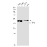 CtBP2 Antibody in Western Blot (WB)