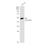 CUGBP1 Antibody in Western Blot (WB)
