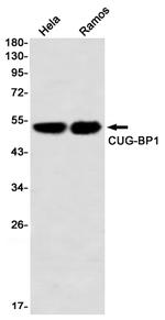 CUGBP1 Antibody in Western Blot (WB)