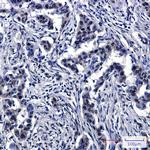 Cullin 4A Recombinant Rabbit Monoclonal Antibody (K01_2M01)