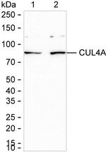 Cullin 4A Antibody in Western Blot (WB)