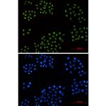Cyclin H Recombinant Rabbit Monoclonal Antibody (K01_2M03)