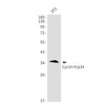Cyclin H Antibody in Western Blot (WB)