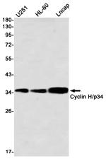 Cyclin H Antibody in Western Blot (WB)