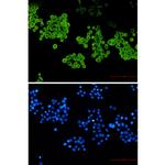 CYP2D6 Antibody in Immunocytochemistry (ICC/IF)
