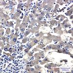 CYP2D6 Antibody in Immunohistochemistry (Paraffin) (IHC (P))