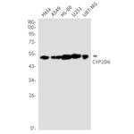 CYP2D6 Antibody in Western Blot (WB)