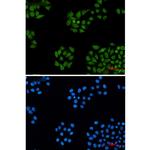 DDB1 Antibody in Immunocytochemistry (ICC/IF)