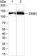 DDB1 Antibody in Western Blot (WB)