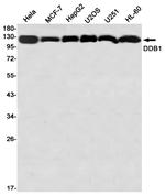 DDB1 Antibody in Western Blot (WB)
