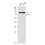 DGKA Antibody in Western Blot (WB)
