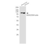 DGKZ Antibody in Western Blot (WB)