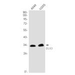 DLX3 Recombinant Rabbit Monoclonal Antibody (K01_2M14)