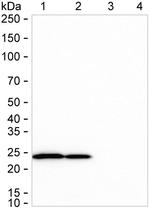 DTYMK Antibody in Western Blot (WB)