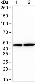 EBP1 Antibody in Western Blot (WB)