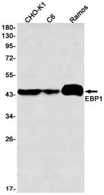 EBP1 Antibody in Western Blot (WB)