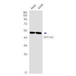 EEF1A2 Antibody in Western Blot (WB)