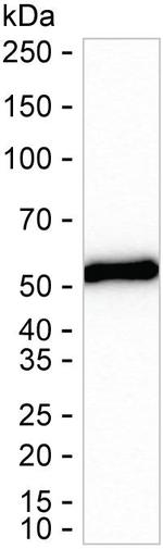 Fibulin 3 Antibody in Western Blot (WB)