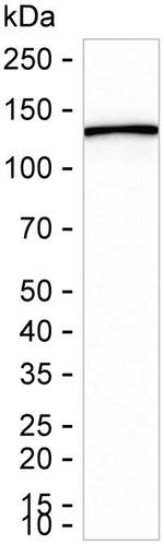 KIF11 Antibody in Western Blot (WB)