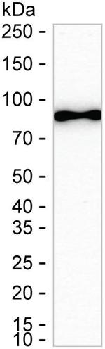 eIF4B Antibody in Western Blot (WB)