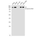 Nidogen Antibody in Western Blot (WB)