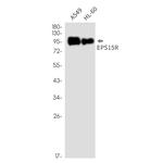 EPS15R Antibody in Western Blot (WB)