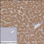 FADS1 Antibody in Immunohistochemistry (Paraffin) (IHC (P))