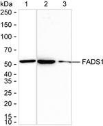 FADS1 Antibody in Western Blot (WB)