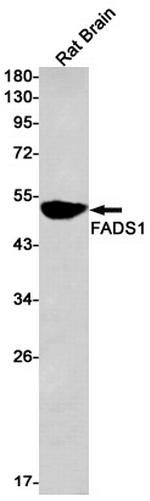 FADS1 Antibody in Western Blot (WB)