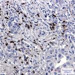Fe65 Antibody in Immunohistochemistry (Paraffin) (IHC (P))