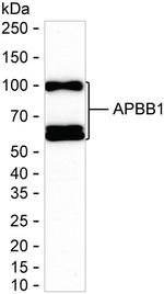 Fe65 Antibody in Western Blot (WB)