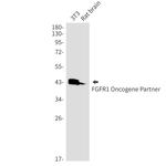 FGFR1OP Antibody in Western Blot (WB)