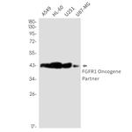 FGFR1OP Antibody in Western Blot (WB)