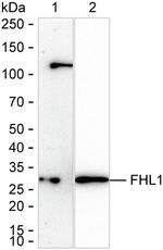 FHL1 Antibody in Western Blot (WB)