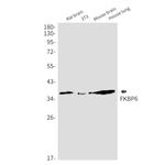 FKBP6 Antibody in Western Blot (WB)