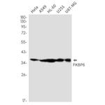 FKBP6 Antibody in Western Blot (WB)
