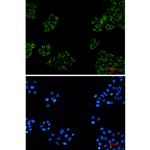 FXR1 Recombinant Rabbit Monoclonal Antibody (K01_2M45)