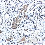 FXR1 Antibody in Immunohistochemistry (Paraffin) (IHC (P))