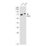 FXR1 Antibody in Western Blot (WB)