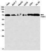 FXR1 Antibody in Western Blot (WB)