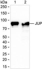 gamma Catenin Antibody in Western Blot (WB)